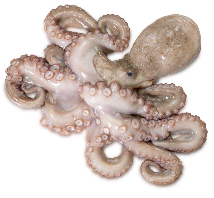 86 PULPO NATURAL PULPO BANDEJA Octopus vulgaris CALIBRE 421110 Pulpo 500-1000 g Caja 6-7 kg 500-1000 g 421100 Pulpo 1000-2000 g Caja 7-10 kg 1-2 kg 421050 Pulpo 2000-3000 g Caja 7-10 kg 2-3 kg