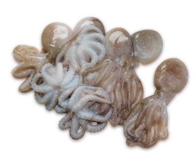 Marruecos) PULPO COCIDO PATAS Octopus vulgaris ES POR CALIBRE 420030 Pulpo cocido patas Caja 2,5-4 kg 9-13 pz/cj 300-350 g Zona FAO34: Atlántico Centro-Este (Origen: Marruecos) PULPITOS