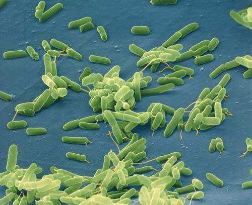 Slide 10 / 111 Dependemos de las bacterias! A menudo pensamos en las bacterias como organismos principalmente dañinos. Si bien hay bacterias dañinas, la mayoría son beneficiosas; dependemos de ellas.