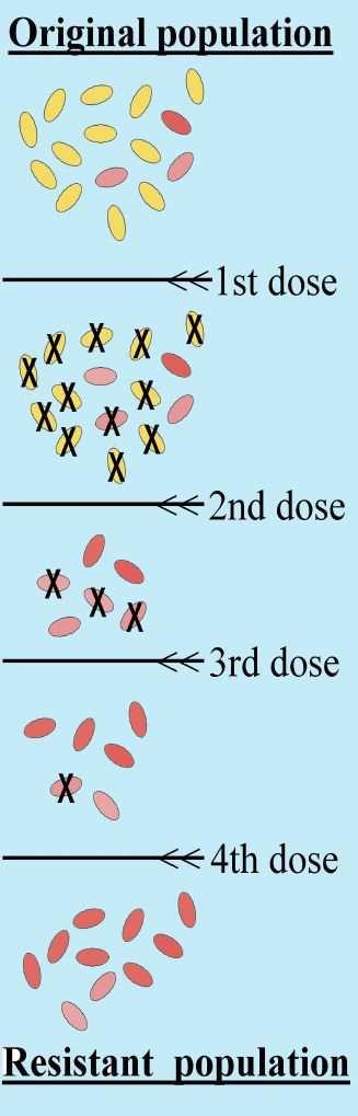 Slide 33 / 111 Plásmidos R Los plásmidos R dan a las células de las bacterias resistencia a los antibióticos.