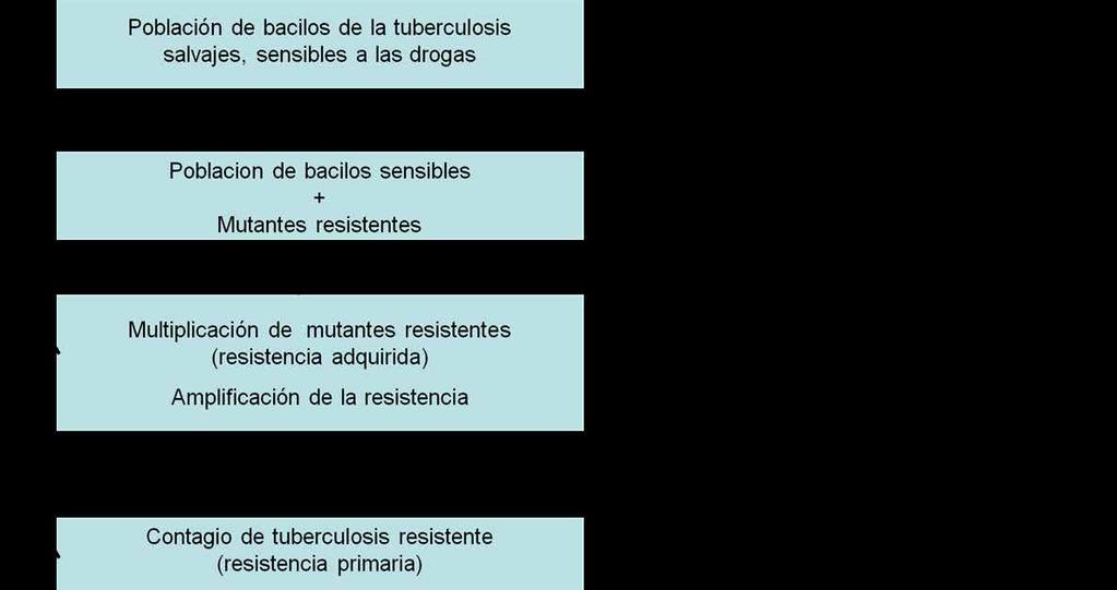 GUÍA TÉCNICA PARA EL DIAGNÓSTICO BACTERIOLÓGICO DE LA TUBERCULOSIS Aparición y amplificación de la resistencia a los fármacos antituberculosis.