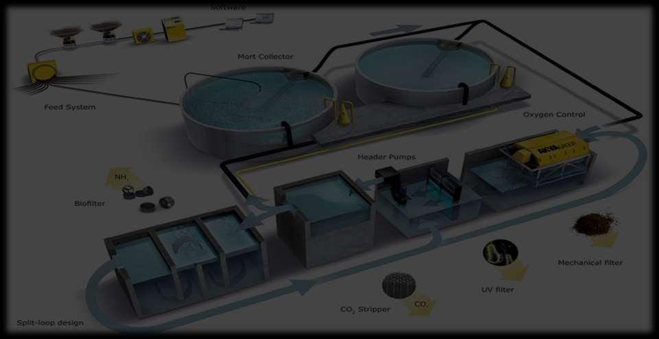 ACUICULTURA SRA Sistema de Recirculación en Acuicultura Producción súper intensiva Filtración efectiva del agua sistema mecánico y biológico.