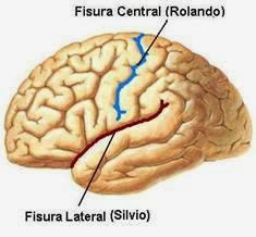 5.1 EPILEPSIA ROLÁNDICA También conocida como Epilepsia Parcial Benigna de la Infancia con puntas centrotemporales Se caracteriza por asociación de 4 elementos: 1.