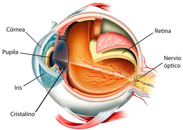 3. INTRODUCCIÓN Y MARCO TEÓRICO 3.1. ANATOMÍA DEL CRISTALINO El cristalino es una lente biconvexa que forma parte del sistema óptico del ojo, junto con la córnea, el humor acuoso y el vítreo.