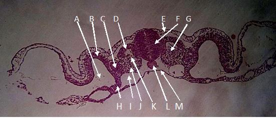 A. Corte transversal del embrión de pollo a nivel del tronco (36-38h). Identifique las estructuras que se señalan en la tabla que se encuentra debajo.