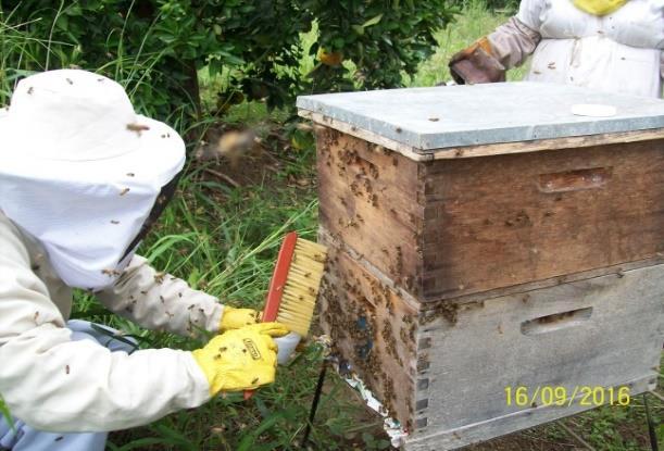 TOMA DE MUESTRAS Nosemosis Técnicas de Diagnóstico Para el diagnostico en el laboratorio se debe remitir muestras de abejas