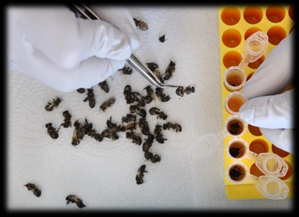 El día del procesamiento se secan las muestras de abejas