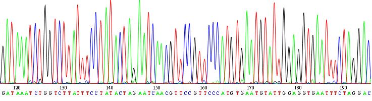 Los resultados del secuenciamiento serán analizados con ayuda de programas bioinformáticos como el MEGA para realizar la identificación de haplotipos en base al análisis del ADNm.