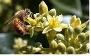 Económica: como generadora de productos tales como miel, polen, propóleo,