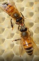 abejas melíferas y determinación de la prevalencia estacional