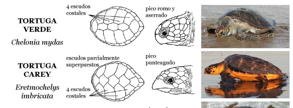 Figura 1. Características morfológicas de las especies de tortugas marinas presentes en el Mar Argentino 4.3.