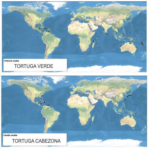 La tortuga laúd posee la más amplia distribución ya que se la encuentra en todos los océanos (Figura 3, James et al., 2006; Wallace et al., 2010a). Figura 3.