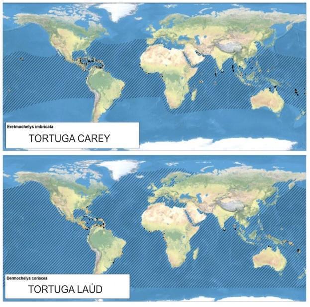 En Argentina, la distribución espacio - temporal de las tortugas marinas se encuentra condicionada a la temperatura del mar (López Mendilaharsu et al., 2009; Fossette et al.