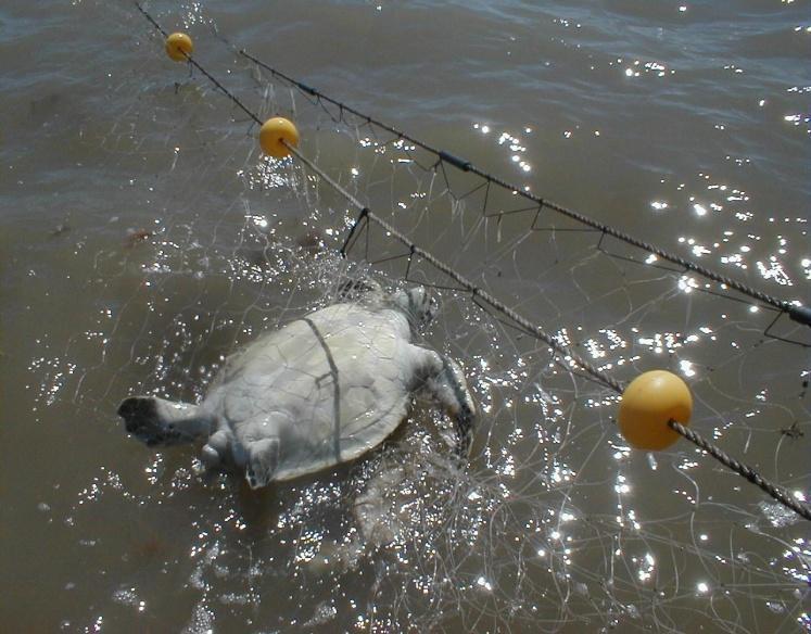 5.2. Estado de conservación y amenazas en la República Argentina En nuestro país, las tortugas no están exentas de la captura incidental y la contaminación por residuos sólidos.