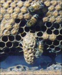 Núcleo Ciego *Selección de larva (en el mejor de los casos de 1 día de nacida). *Desarrollo larval (12 días). *Vuelo nupcial y fecundación (7-10 días).