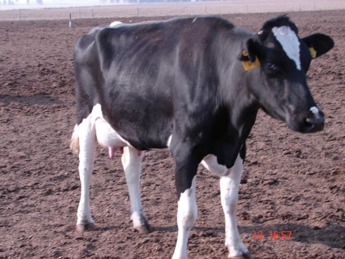 Prevalencia según Frigorífico Decomisos de bovinos 2016 : 0.