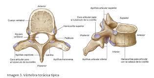 Región lumbar Las vértebras lumbares son las mayores y más fuertes de la columna porque soportan mayor peso corporal. Sus distintas apófisis son cortas y gruesas.