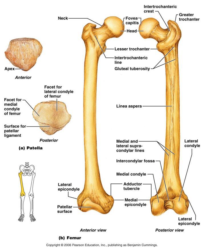 Rótula La rótula es un pequeño hueso triangular situado por delante de la articulación de la rodilla. Es un hueso que se desarrolla en el interior del tendón del cuadriceps.