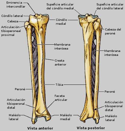 El peroné es paralelo y lateral a la tibia. Su extremo proximal es la cabeza y se articula con la superficie inferior del cóndilo externo de la tibia por debajo del nivel de la rodilla.