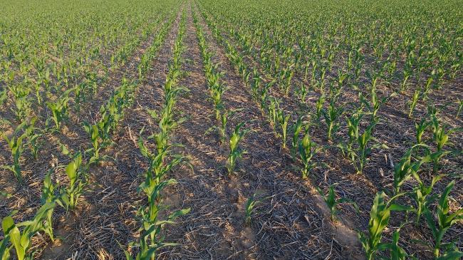 El maíz de segunda y tardío ha tenido muy buenas implantaciones, se encuentra entre V3 y V6, con un crecimiento y desarrollo normales, y manteniendo las expectativas de rendimiento, si es que le son