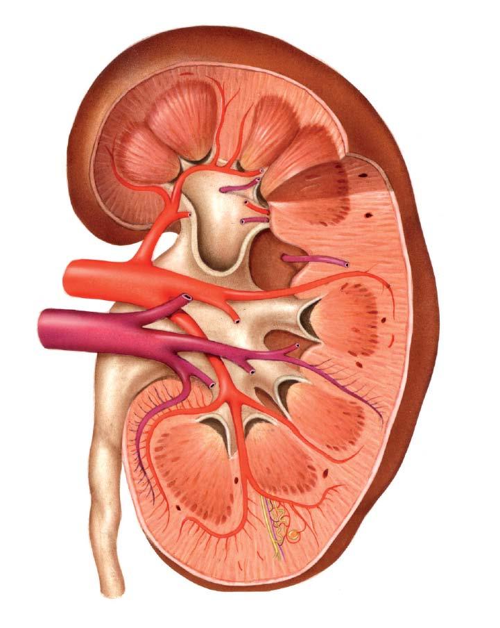 Arteriola renal
