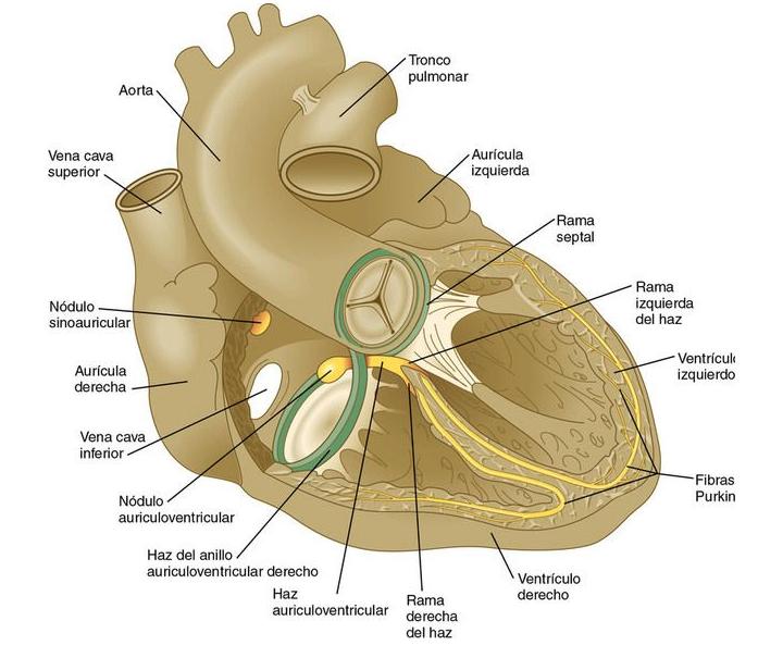 Sistema El corazón humano comienza a latir al inicio de la 5ª semana EG Inicialmente actividad marcapasos se produce en miocitos no diferenciados (primarios) Se conduce por despolarización