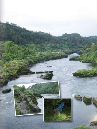 LA LAMPREA EN EL MIÑO RÍO MIÑO: Recurso fluvial más importante y con mayor longitud de Galicia Cuenta con 80 km.