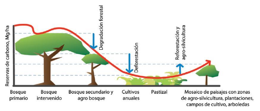 Curva de transición del uso del bosque y la tierra Fuente: Programa de investigación del CGIAR Bosques,