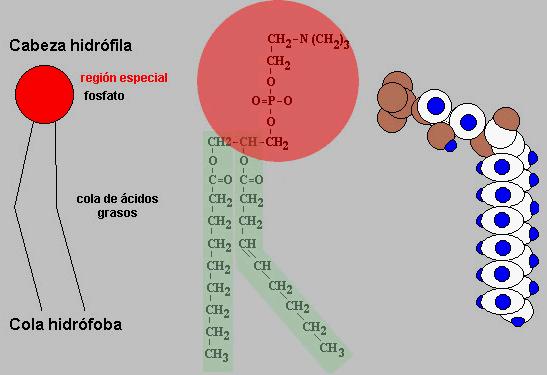 LÍPIDOS COMPLEJOS SAPONIFICABLES Son compuestos formados por un alcohol, ácidos grasos y una molécula de ácido fosfórico (Fosfolípidos) o un azúcar (Glicolípidos).