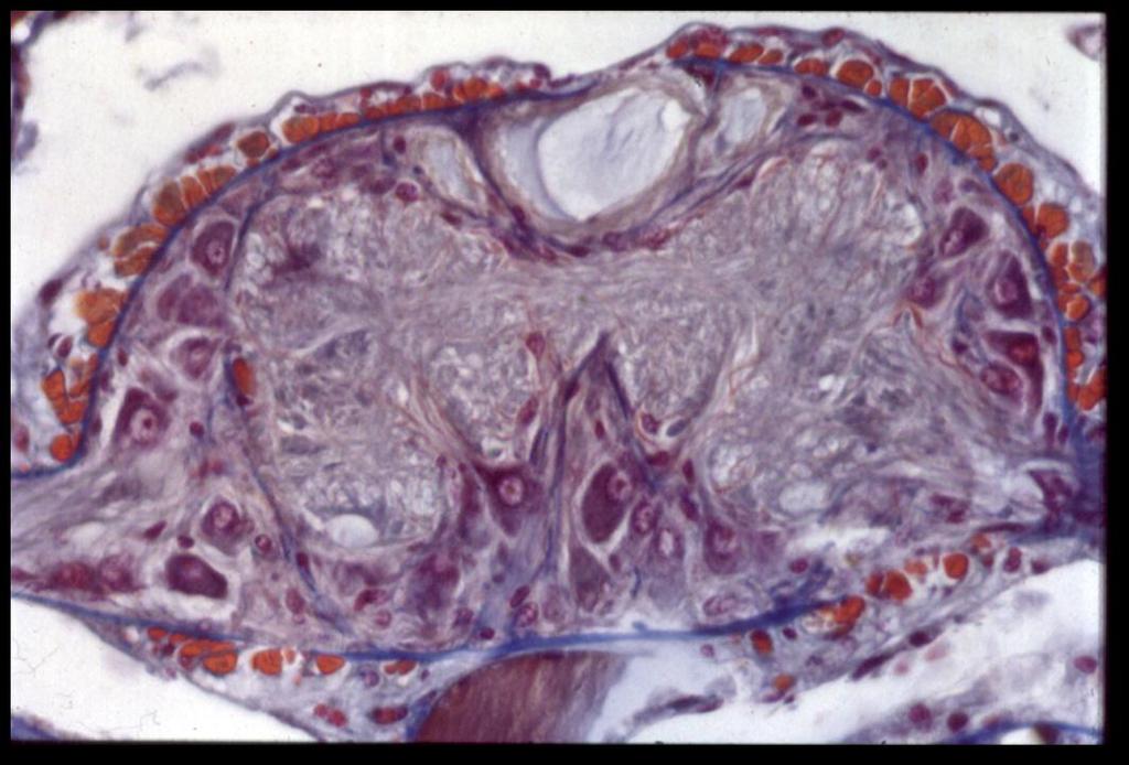 NEUROPILO (sinapsis!) 1) Comisura: Unión de la parte izquierda con la derecha del ganglio. Permite apreciar la estructura EN ESCALERA.