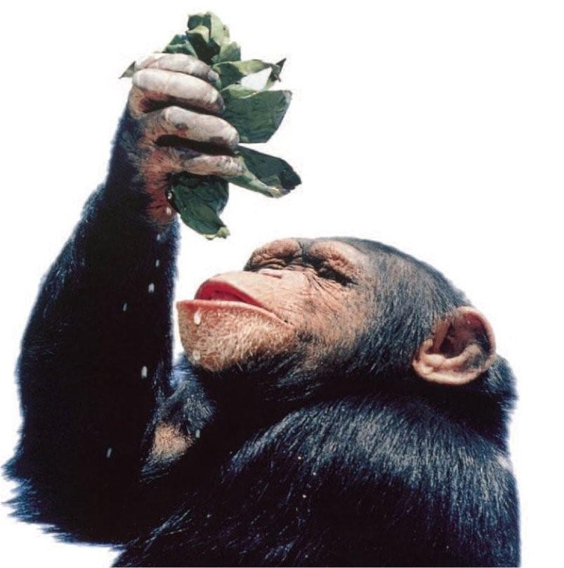 Los chimpancés Los chimpancés han aprendido a utilizar algunas herramientas Este chimpancé remueve la tierra con un palo para que salgan