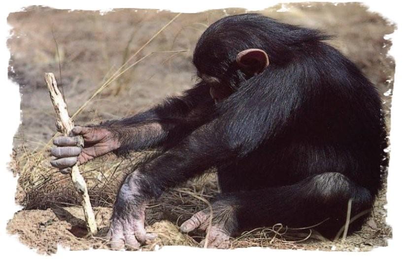 Este chimpancé está utilizando una hoja para recoger el agua.