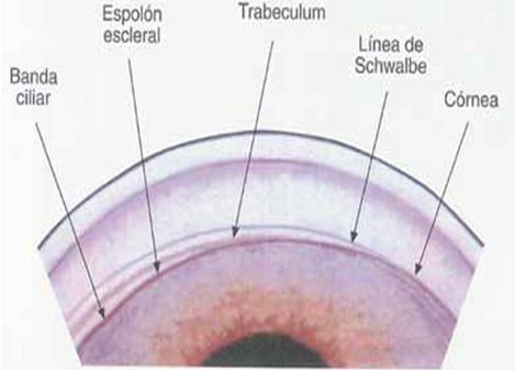 INTRODUCCIÓN Figura 1.7. Esquema de estructuras oculares gonioscopia. Imagen obtenida de S. Carratalá, 20