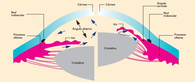 Figura 16. (Izquierda) Posición fisiológica del sistema ocular. (Derecha) Efecto de los diuréticos sobre el sistema ocular (Benedí y Martín- Aragón, 2010).