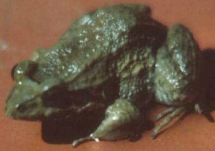 Paola M. Peltzer.- Fig. 23a. Leptodactylus podicipinus. -Peltzer & Lajmanovich/Barranqueras, Chaco. Fig. 23b. L. podicipinus-cueva de oviposición-extraído de Prado et al. (2002).