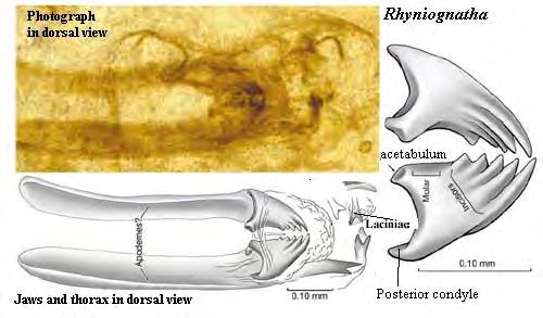 Los insectos más antiguos Rhyniognatha hirsti proviene del Devónico