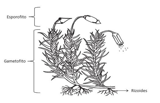 INFOFLORA Boletín de Botánica Uno de los géneros de musgos más llamativos es Sphagnum, capaz de retener un 80% de agua en su peso, sus células tienen las paredes celulares reforzadas para absorber