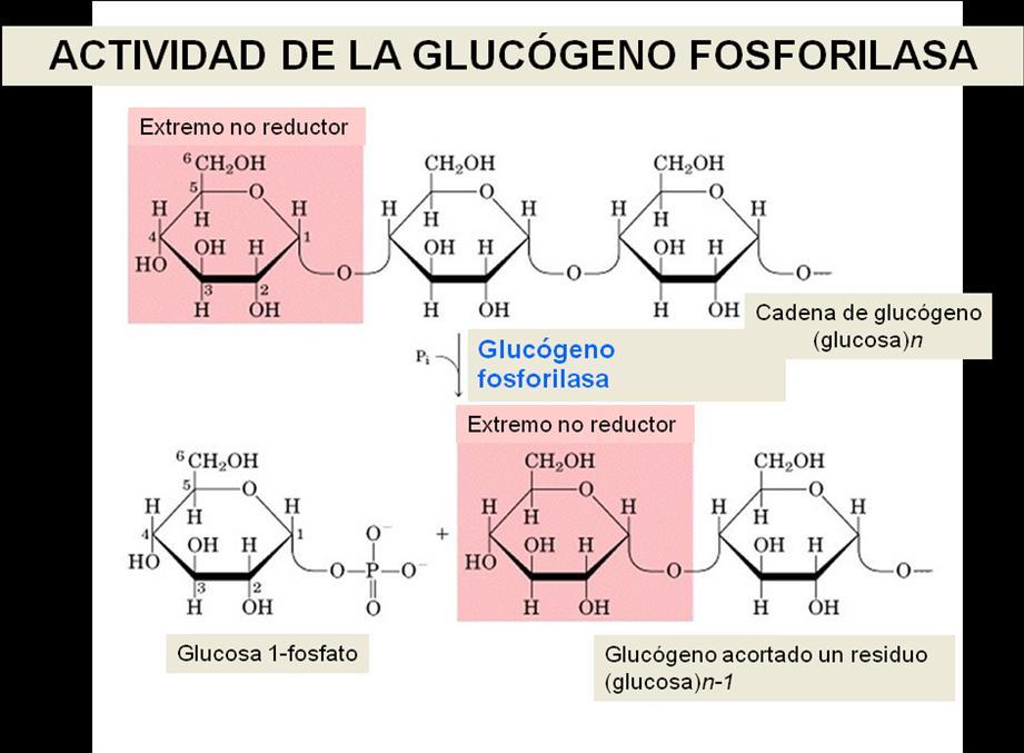 glucosa al OH- de una tirosina. La adición de residuos de glucosa continúa hasta que la cadena glicosídica es suficientemente larga como para ser sustrato de la glucógeno sintasa.