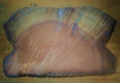 Imagen 3. Viga de 300 años de antigüedad procedente de un palacio perteneciente al patrimonio histórico valenciano. La madera de duramen se distingue por su color más oscuro (marrón).