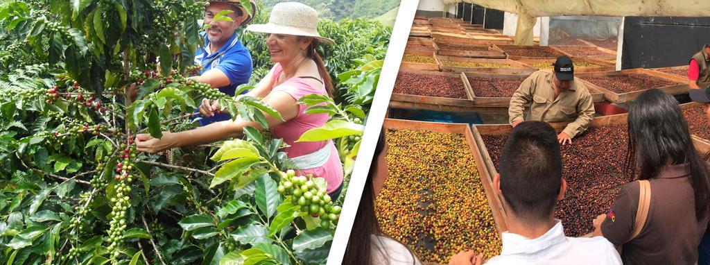 TOUR DEL CAFE ( 10-12 HORAS ) El café, producto emblemático de Colombia reconocido a nivel mundial por la suavidad y renglón importante dentro de la economía nacional, no podía faltar en nuestra