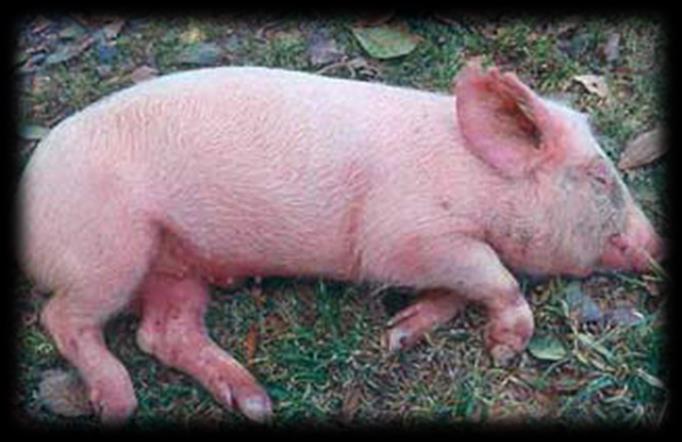 FIEBRE PORCINA CLÁSICA Enfermedad viral de rápido contagio en los cerdos, caracterizada en su forma aguda por fiebre, depresión,