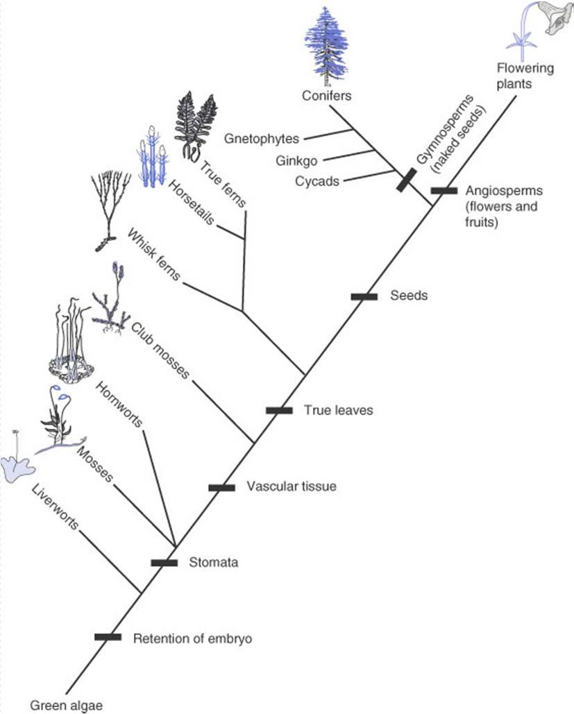 Clasificación filogenética La filogenia molecular