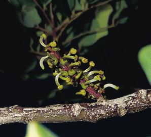 Algarrobo Ceratonia siliqua Aspecto visual (color): ámbar entre 49 y 80 mm Pfund.