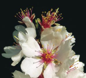 Almendro Prunus dulcis Aspecto visual (color): ámbar muy claro, blanco. Máximo 30 mm Pfund.