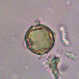 Tacto: cristalización lenta y en cristal fino, excepto si es rica en rabaniza (Diplotaxis erucoides). Citrus sp.