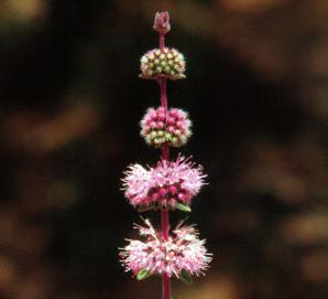Poleo Mentha pulegium Aspecto visual (color): ámbar a ámbar oscuro, frecuentemente con tonalidades rojizas. Mínimo 84 mm Pfund.
