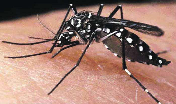 Dengue: Vectores Vector