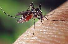 Vector secundario: Aedes