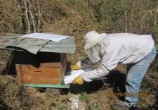 APICOLAS Evaluación de apiarios PREVENCION Y CONTROL