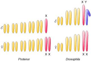 Cromosomas de